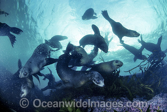 Australian Fur Seal Arctocephalus pusillus pups photo Australian Fur Seal Arctocephalus pusillus pups photo