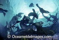 Australian Fur Seal Arctocephalus pusillus pups Photo - Gary Bell