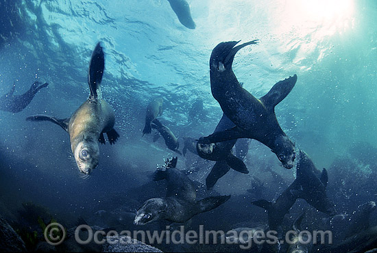 Australian Fur Seal pups photo