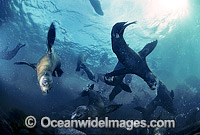 Australian Fur Seal pups Photo - Gary Bell
