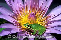 Eastern Dwarf Tree Frog on Waterlily flower Photo - Gary Bell