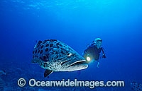 Scuba Diver and Potato Cod Photo - Gary Bell