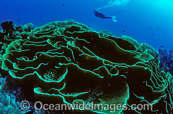 Scuba Diver and Cabbage Coral photo Scuba Diver and Cabbage Coral photo