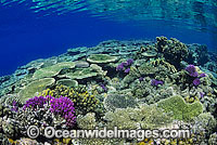 Great Barrier Reef Photo - Gary Bell