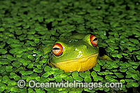 Red-eyed Tree Frog in duck weed Photo - Gary Bell