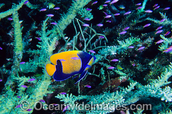 Blue-girdled Angelfish and Fairy Basslets photo Blue-girdled Angelfish and Fairy Basslets photo