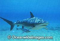 Dusky Shark with Remora Suckerfish Photo - Gary Bell