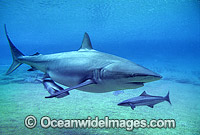 Dusky Shark and Remora Suckerfish Photo - Gary Bell