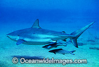 Dusky Shark and Remora Suckerfish Photo - Gary Bell
