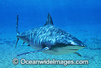 Dusky Shark Photo - Gary Bell