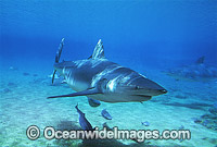 Dusky Shark with Remora Suckerfish Photo - Gary Bell