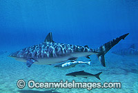 Dusky Shark with Remora Suckerfish Photo - Gary Bell