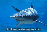 Dusky Shark Photo - Gary Bell