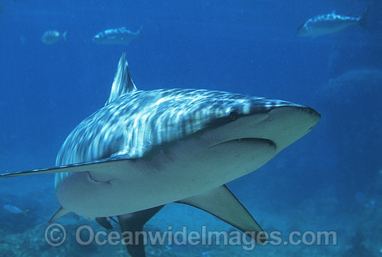 Dusky Shark photo
