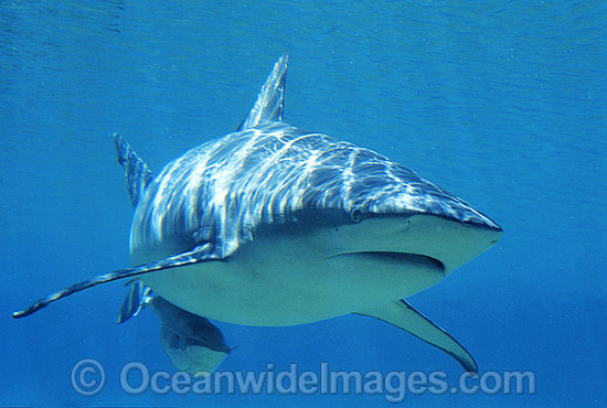 Dusky Shark Carcharhinus obscurus photo