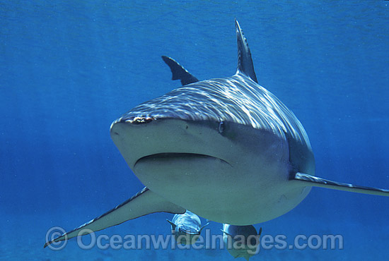 Dusky Shark or Bronze Whaler photo