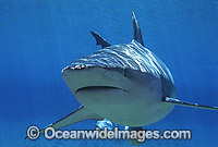 Dusky Shark or Bronze Whaler Photo - Gary Bell