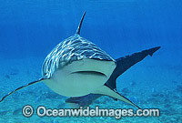 Dusky Shark Photo - Gary Bell