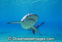Dusky Shark Carcharhinus obscurus Photo - Gary Bell
