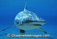 Dusky Shark Photo - Gary Bell