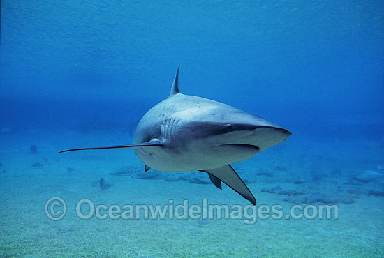 Dusky Shark Carcharhinus obscurus photo