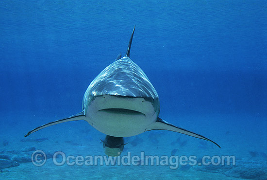 Dusky Shark photo