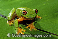 Red-eyed Tree Frog on birds nest fern Photo - Gary Bell