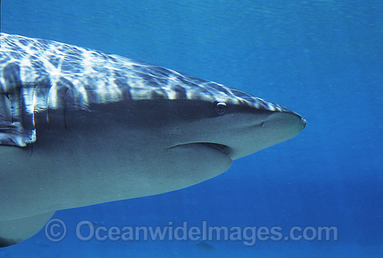 Dusky Shark photo