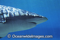 Dusky Shark Photo - Gary Bell