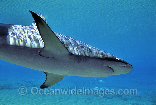Dusky Shark Carcharhinus obscurus photo