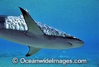 Dusky Shark Carcharhinus obscurus Photo - Gary Bell