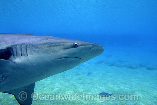 Dusky Shark Carcharhinus obscurus photo