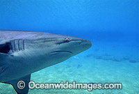 Dusky Shark Carcharhinus obscurus Photo - Gary Bell