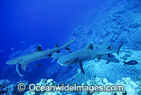 Whitetip Reef Sharks Triaenodon obesus Photo - Gary Bell