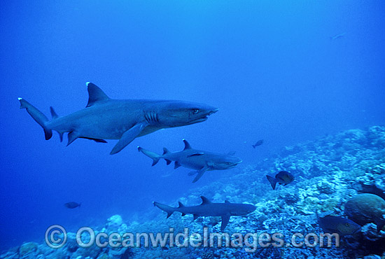 Whitetip Reef Sharks Triaenodon obesus photo Whitetip Reef Sharks Triaenodon obesus photo