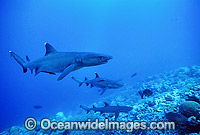 Whitetip Reef Sharks Triaenodon obesus Photo - Gary Bell