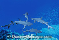 Whitetip Reef Sharks Triaenodon obesus Photo - Gary Bell