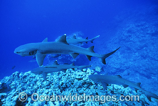 Whitetip Reef Shark Triaenodon obesus photo Whitetip Reef Shark Triaenodon obesus photo