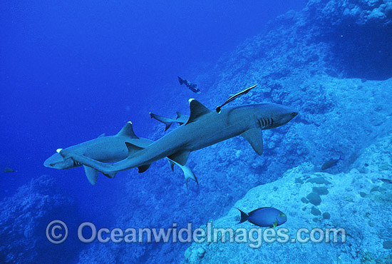 Whitetip Reef Sharks Triaenodon obesus photo Whitetip Reef Sharks Triaenodon obesus photo