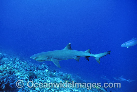 Whitetip Reef Sharks Triaenodon obesus photo Whitetip Reef Sharks Triaenodon obesus photo