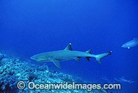 Whitetip Reef Sharks Triaenodon obesus Photo - Gary Bell