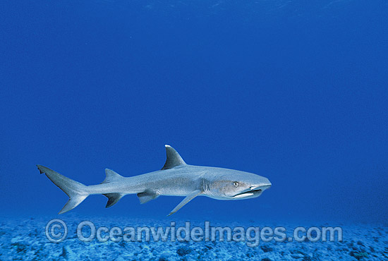 Whitetip Reef Shark photo Whitetip Reef Shark photo