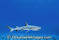 Whitetip Reef Shark Photo - Gary Bell