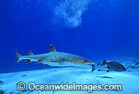 Whitetip Reef Shark Triaenodon obesus Photo - Gary Bell