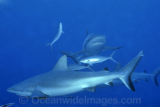 Grey Reef Shark Carcharhinus amblyrhynchos photo Grey Reef Shark Carcharhinus amblyrhynchos photo