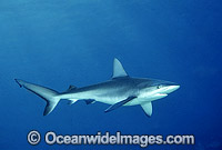 Galapagos Shark Photo - Gary Bell