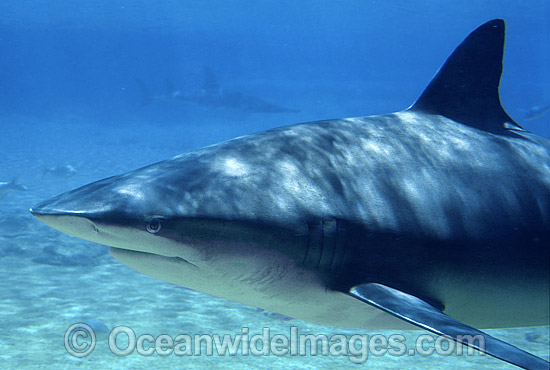 Dusky Shark photo