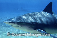 Dusky Shark Photo - Gary Bell
