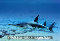 Giant Guitarfish Rhynchobatus djiddensis Photo - Gary Bell