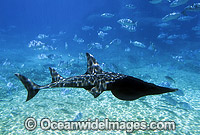 White-spotted Guitarfish Rhynchobatus djiddensis Photo - Gary Bell